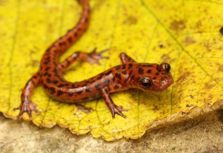 Cave Salamander